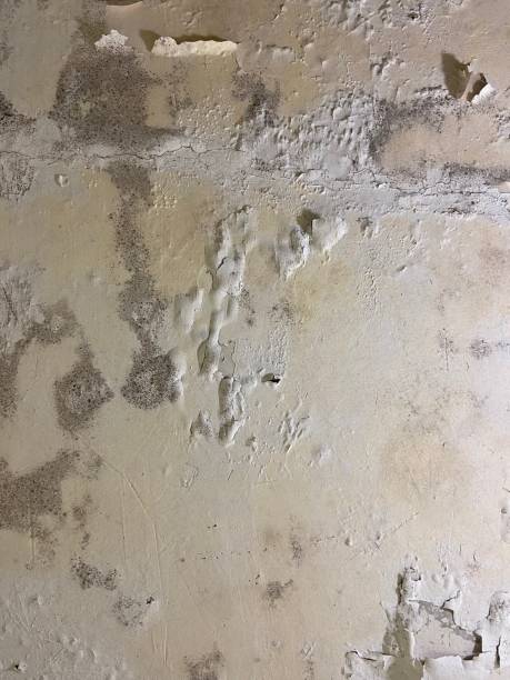 Best Mold Testing  in Winton, CA