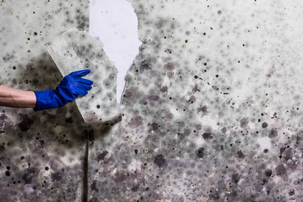 Best Mold Damage Repair  in Winton, CA