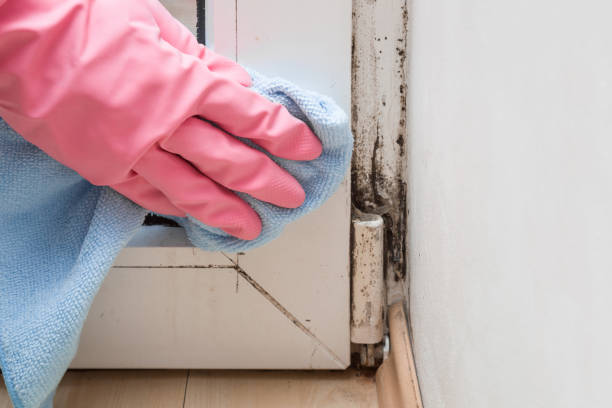 Best Certified Mold Removal  in Winton, CA