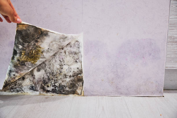 Professional Mold Removal in Winton, CA